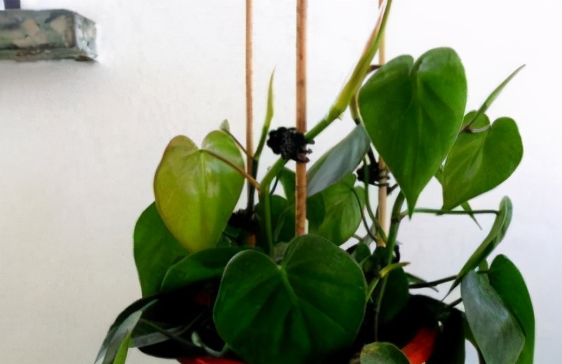 心叶藤和绿萝哪个耐阴,心叶藤和绿萝的区别图片对比