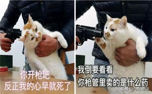 十只网红猫哪个最适合你养,各大网红猫都是什么品种