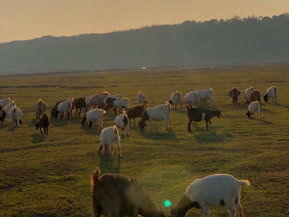 南昌这个小草原，可以近距离接触羊群，被称为“小呼伦贝尔”