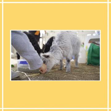 澳洲原装进口奶粉可瑞康,澳洲可瑞康奶粉新包装