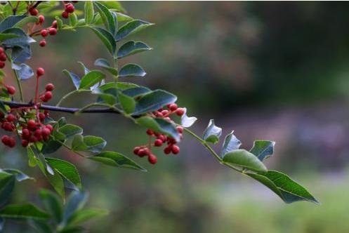 防治花椒树上的蚜虫打什么药好,花椒树上的蚜虫怎么治最佳