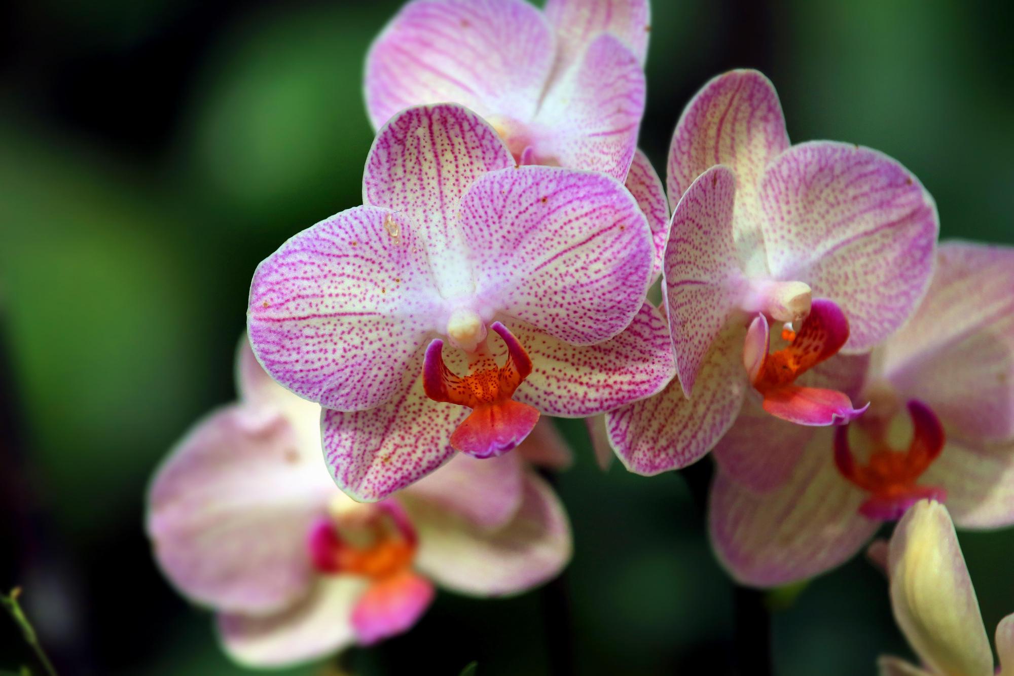 花苞半开就脱落,花苞掉了一地怎么办