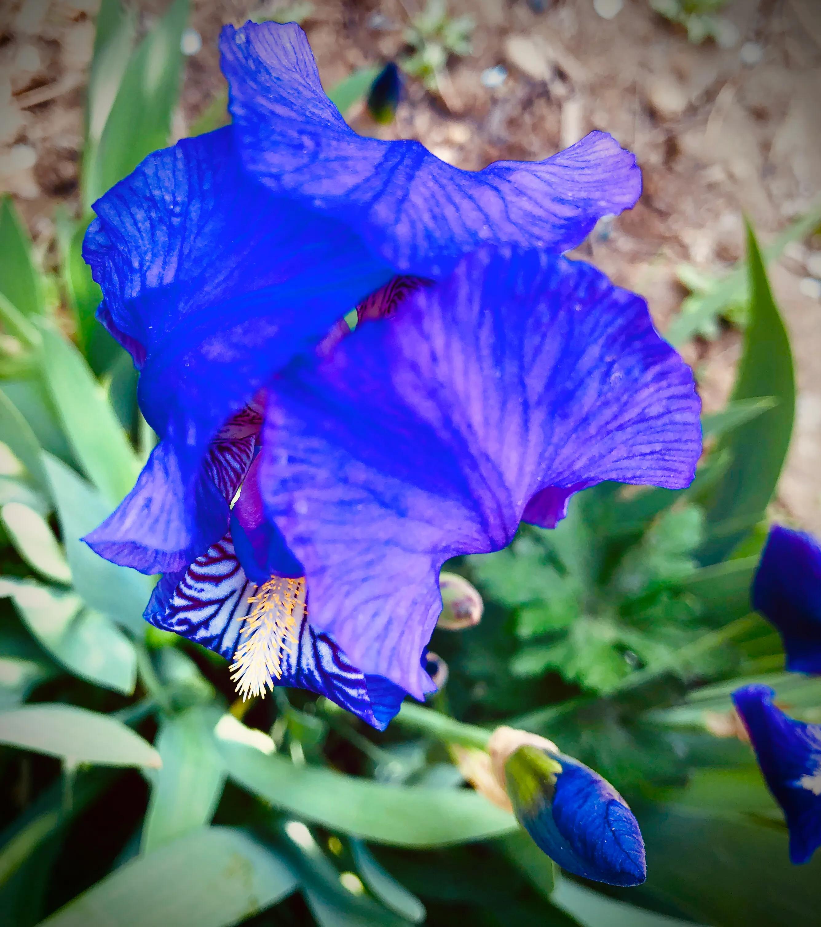 兰山絮语的作者,兰山话方言