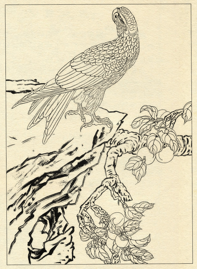 鹰的工笔底稿白描大图,白描鹰的画法图片