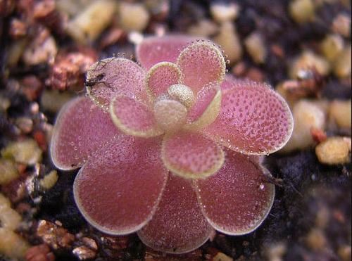 哪些花比较好养又不容易生虫,什么花不爱生虫生病好养