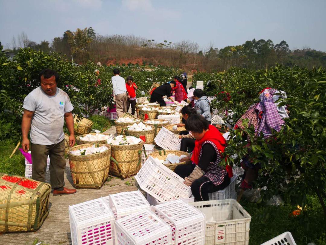*党**史学习教育|*党**员代购“跑田坎”服务群众“零距离”