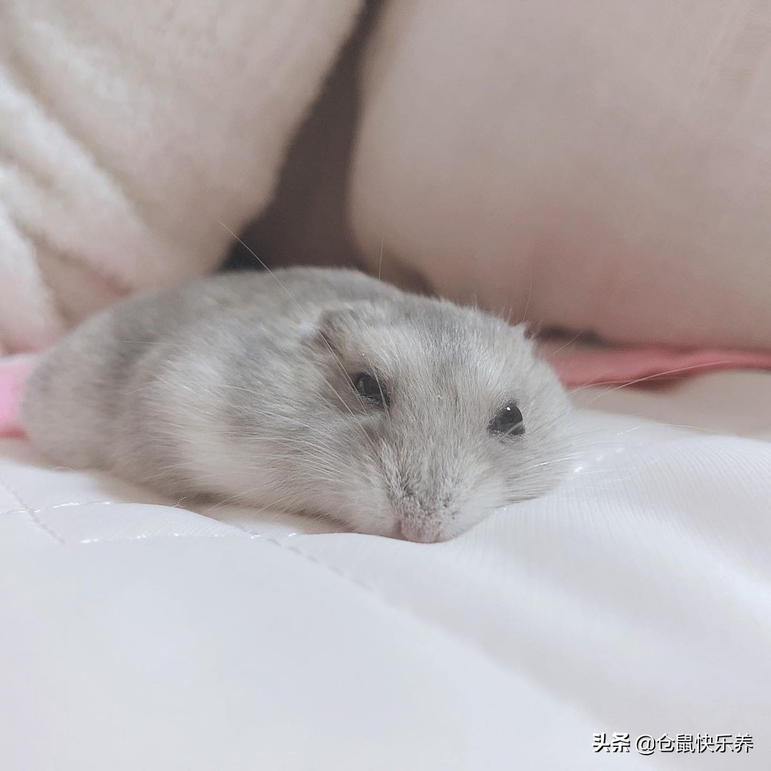 仓鼠瞌睡,仓鼠瞌睡掉洞里