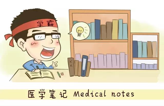 医学笔记︱男性会阴部的肌肉系统(中肛管水平):(下)