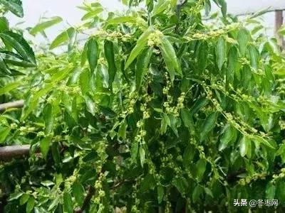 冬枣树花期授粉不好的原因,冬枣树疯长不结果怎么办