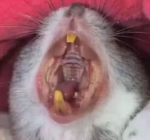 仓鼠进食受到打扰,仓鼠对人打哈欠为什么