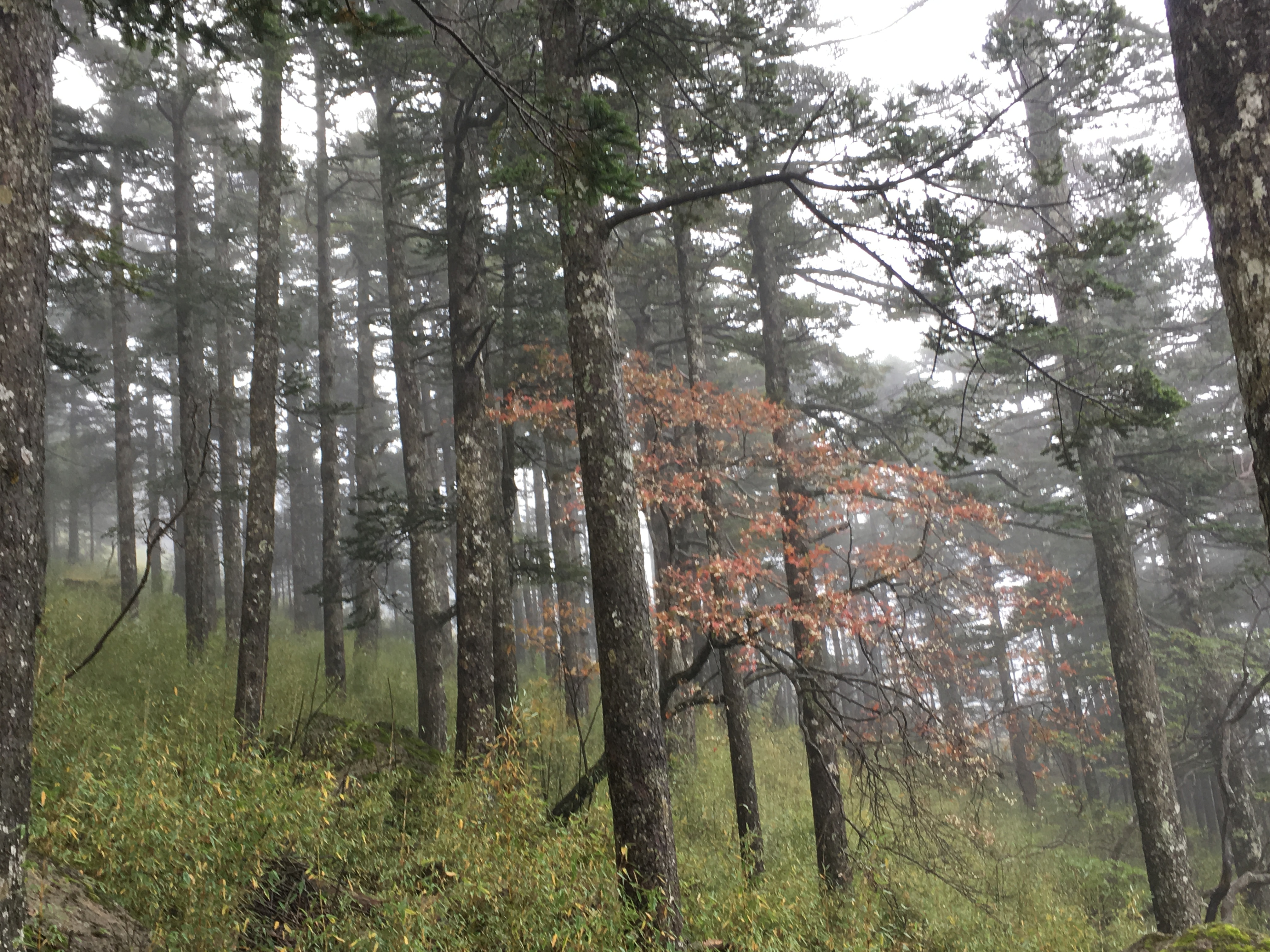 雨中神农架探秘之旅｜国庆节武汉至神农架自驾游攻略分享