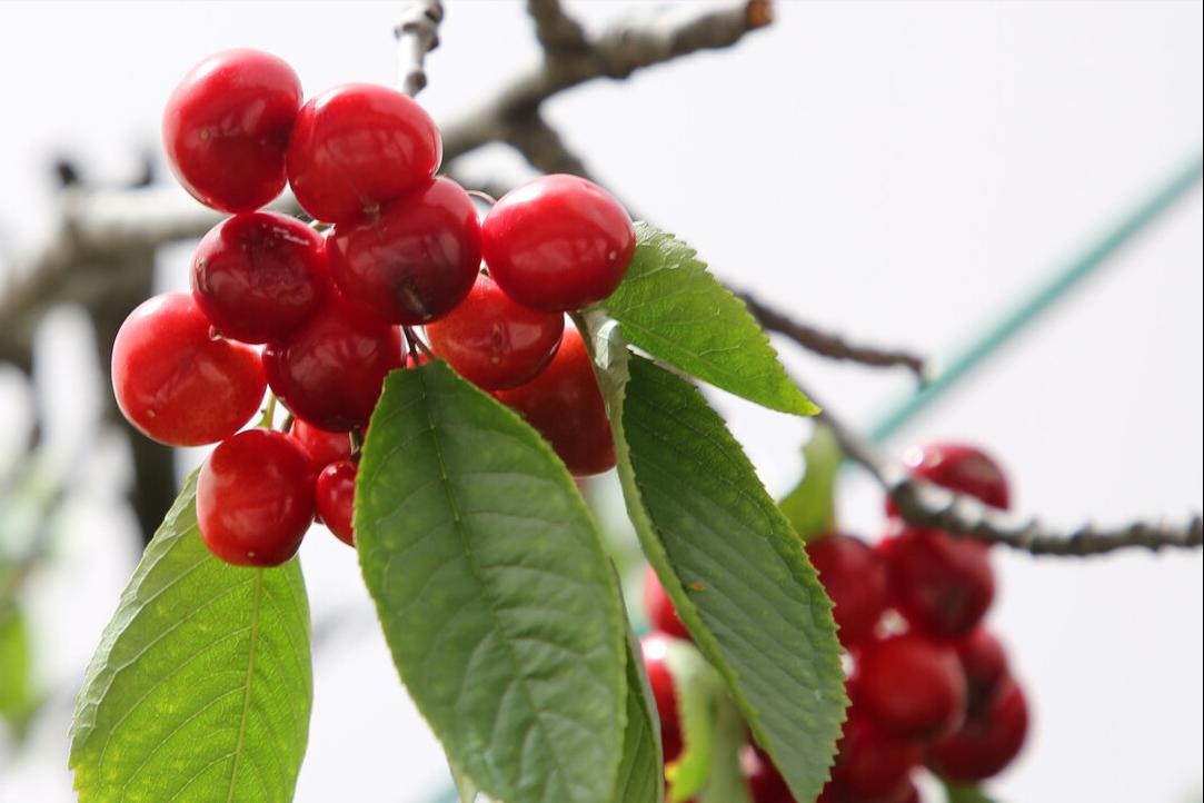 冒充车厘子的樱桃,进口和国产大樱桃的区别