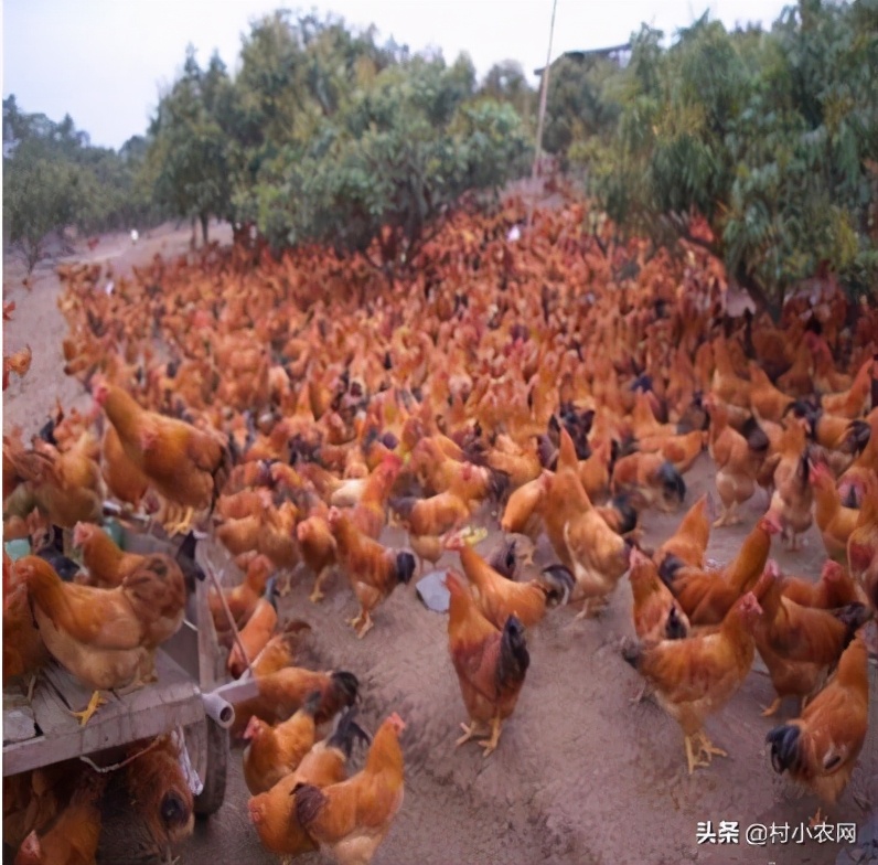 农村创业100万养殖什么最赚钱,农村致富创业养殖好项目养羊