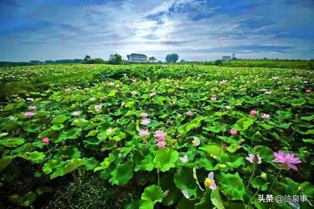 最新安徽61县市经济实力排行榜!临泉排名前列!