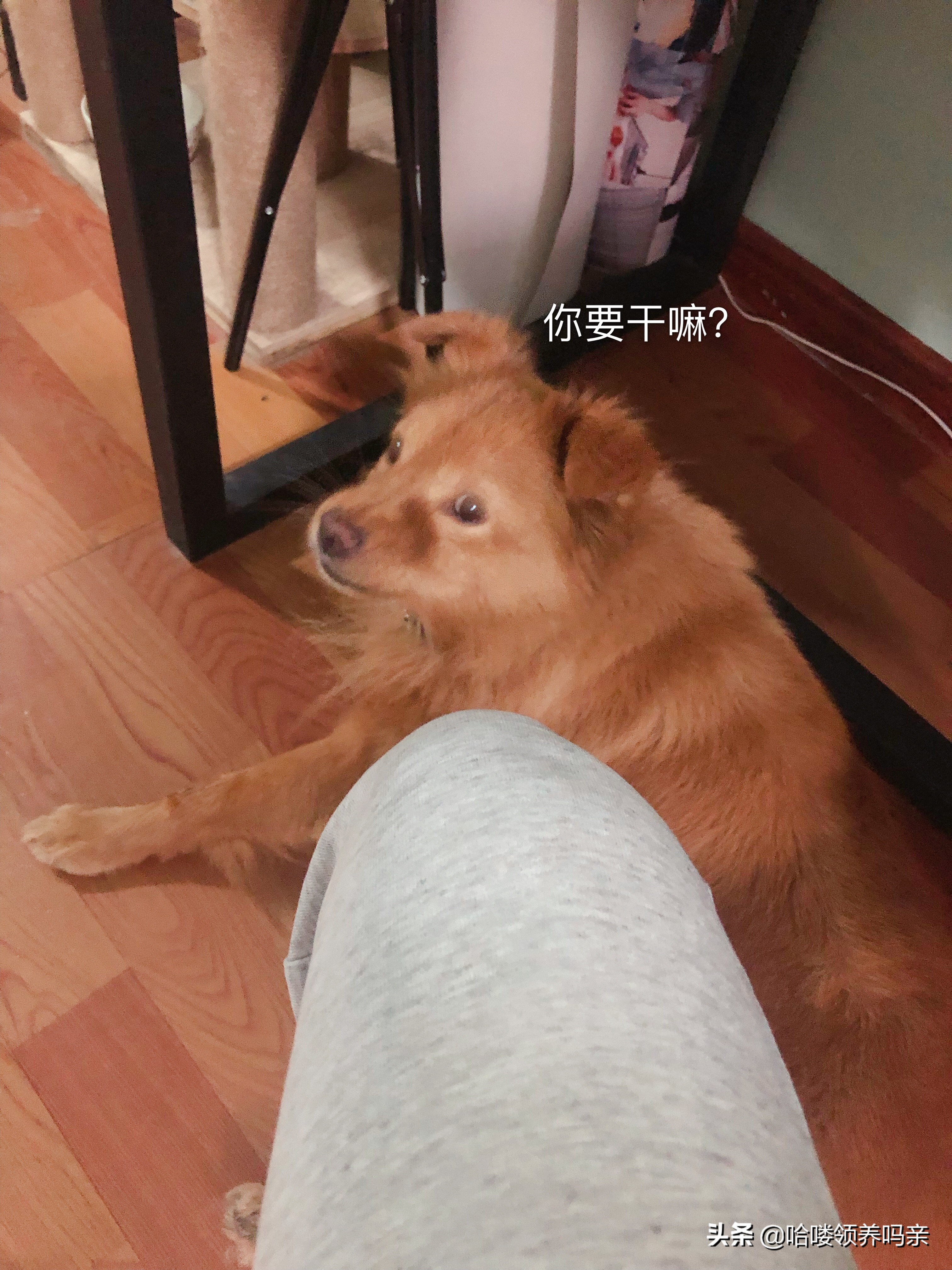 狗狗呕吐的背后，隐藏着多少不为人知的病情？不是每一种都能忽略