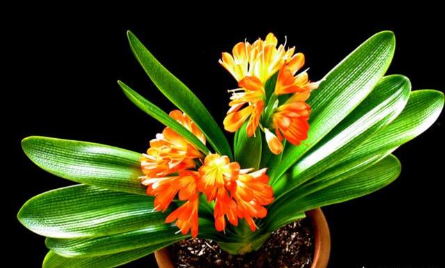 冬季如何养君子兰长得快,室内养君子兰怎么养比较好