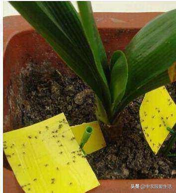 冬天花儿开的正艳，恼人的小飞虫，飞来飞去，怎么办