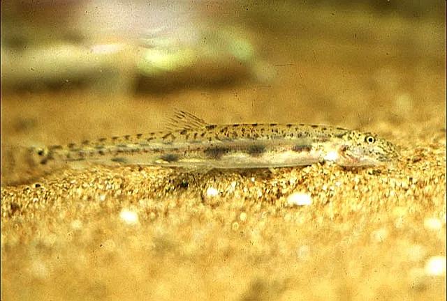 野生泥鳅品种图片大全大图,最大的泥鳅图片大全