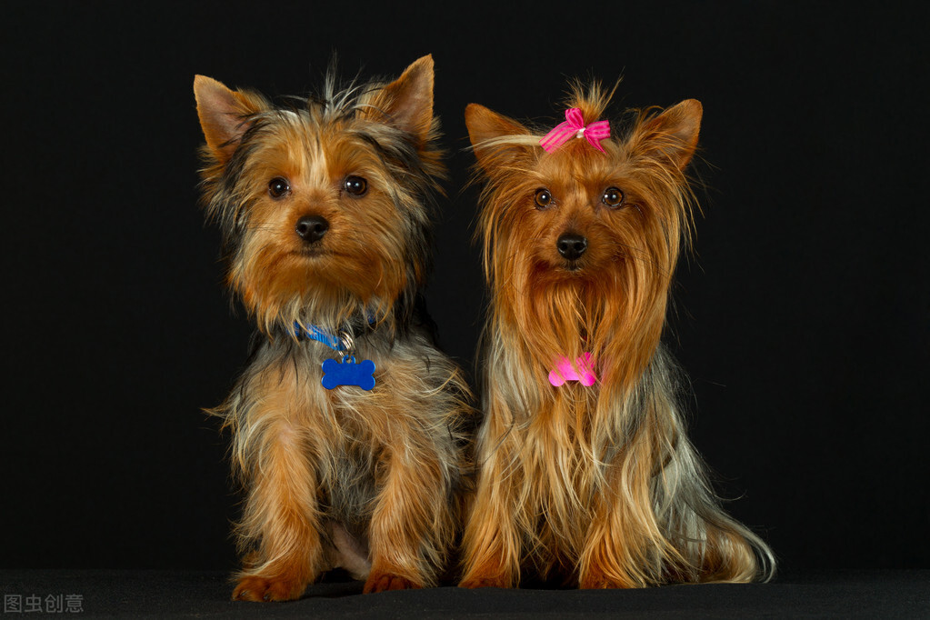 约克夏有没有繁育价值,3分钟热度的人适合养约克夏吗