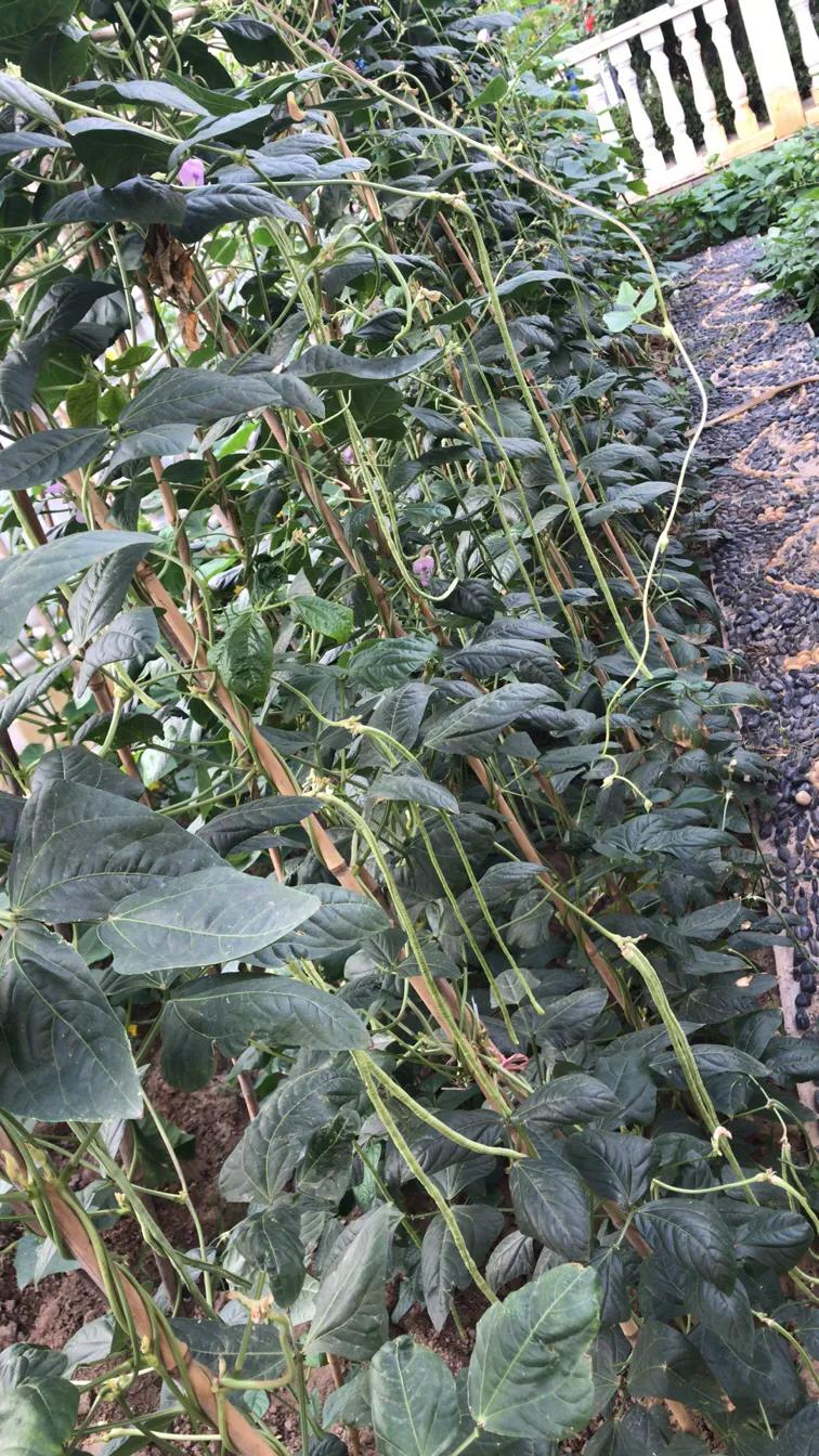 《简兮》至简生活和美食探究