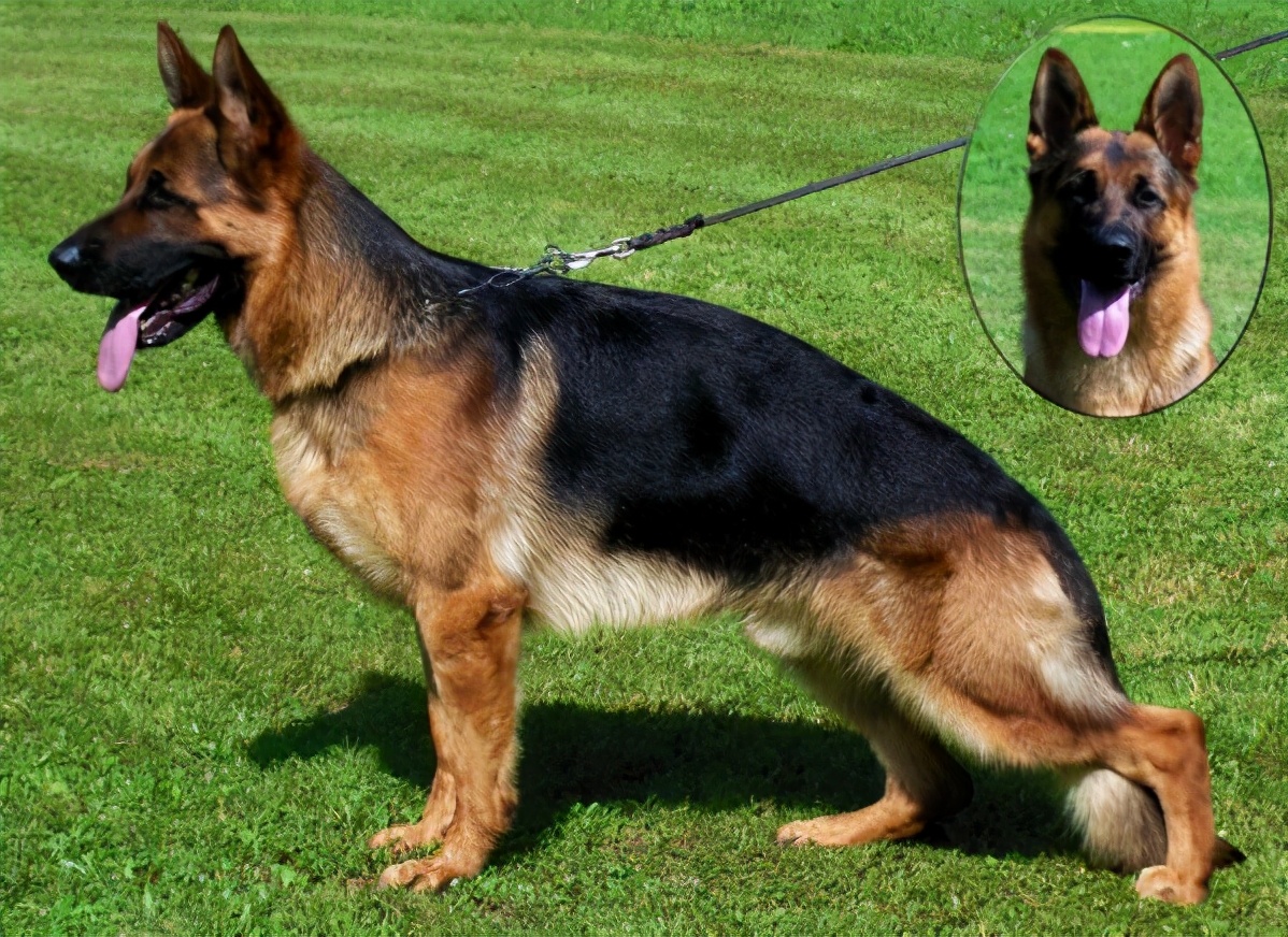 世界三大犬协会,世界三大养犬组织