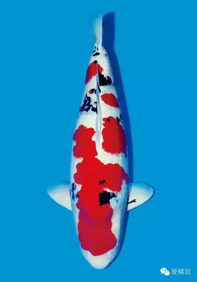 锦鲤受伤放什么药好使一点,锦鲤生病了能不能放两种以上的药