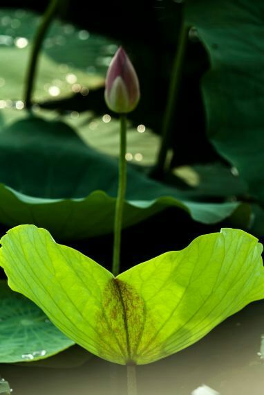 荷叶田田垂柳依依,荷叶田田杨柳依依