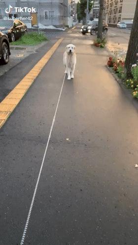 狗子不听话是你心太软,狗子不护主人