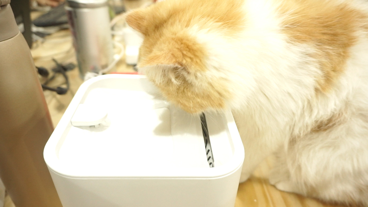 夏天猫咪食欲不振掉毛严重怎么办,猫咪夏季应该吃什么