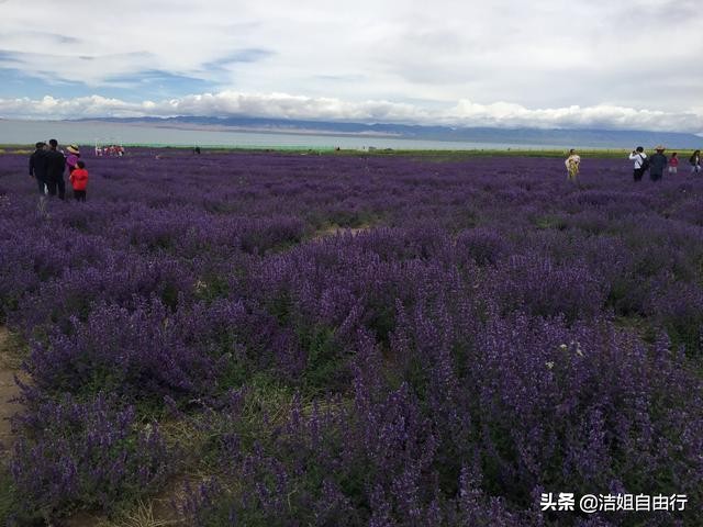 青海湖大环线7天自驾游攻略,6月青海大环线旅游攻略