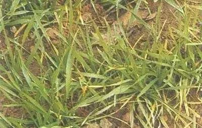 小麦缺肥发黄怎么办,小麦根发黄是什么病