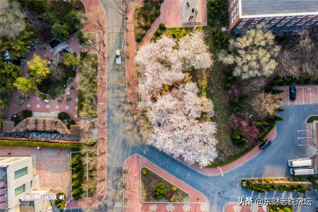 网红美景,网红一棵树樱花园