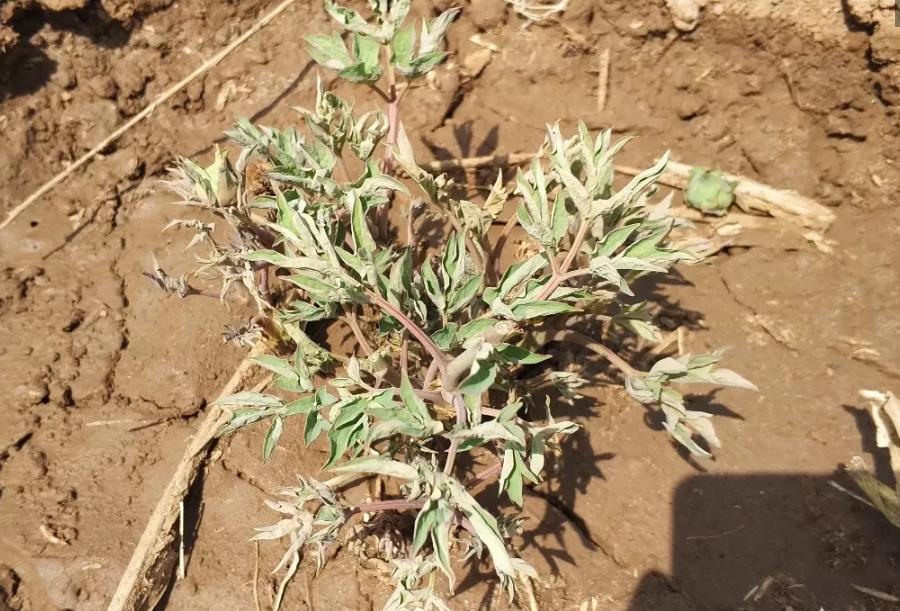 牡丹花夏天叶子落光了怎么办,牡丹花叶子打蔫怎么办