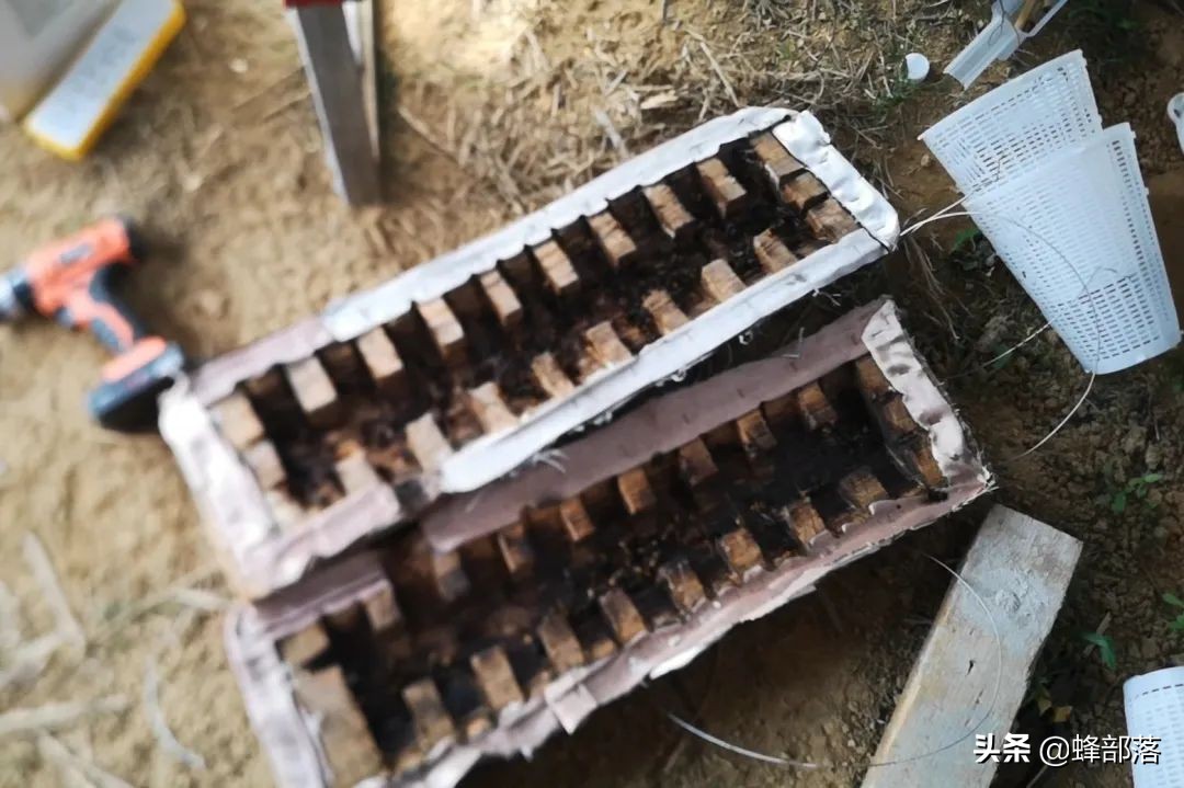 早期胡蜂为啥能长得最快,胡蜂最开始是怎么建巢的