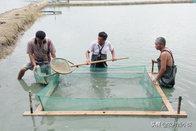 养青虾技术学习方法,青虾吃什么东西提高生长速度