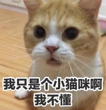 猫咪吃了蟑螂该给它吃什么药,猫咪每天给主人家门口送礼物