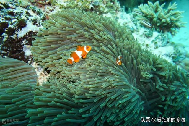 现在可以去哪些海岛旅游,现在去哪个海岛比较便宜