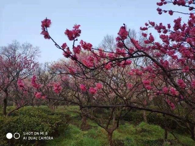 梅花山小梅山,南京梅花山和第一梅山有区别