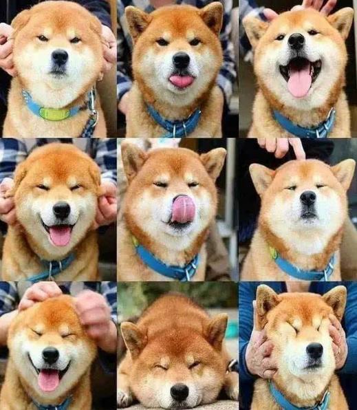 柴犬狗狗真的是通人性的,狗狗柴犬有多可爱呢