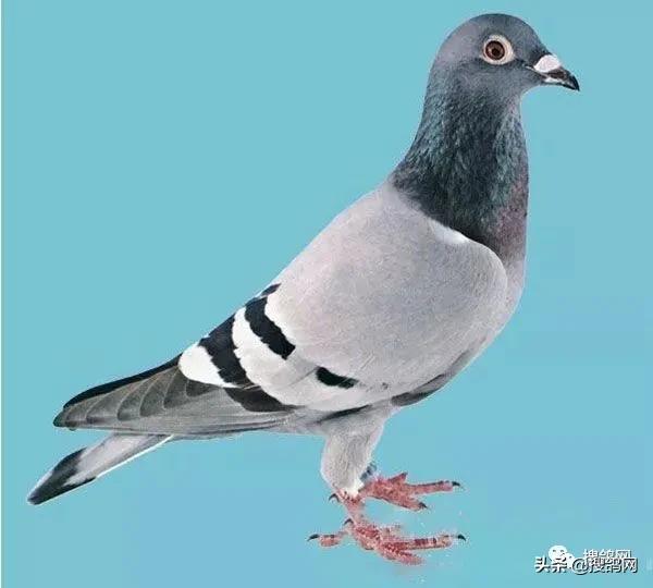 姣斿埄鏃朵箶鏂紬鍗￠棬鍘熸绉嶉附鍥剧墖,姣斿埄鏃跺嚬鍗版満