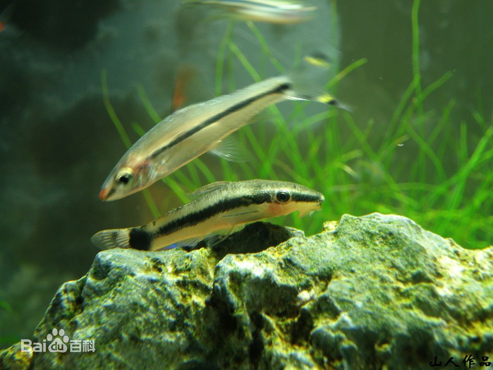 养鱼混养注意事项大全图解,新手养鱼混养推荐