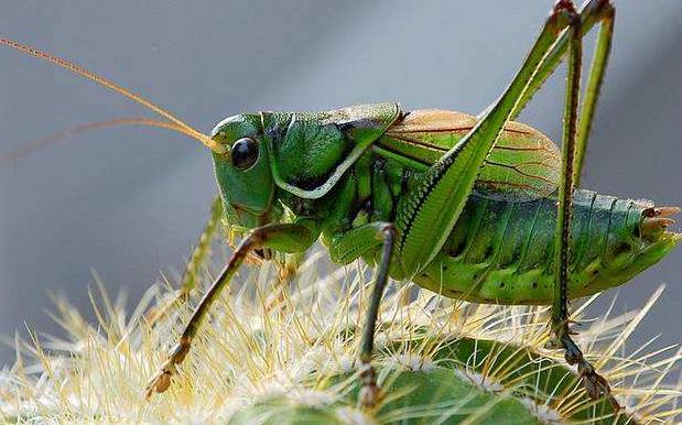 昆虫界的顶尖杀手,昆虫界的生存法则也残忍