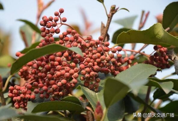 石楠花春天,石楠花已经开了