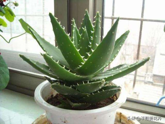 芦荟施肥过多叶子变黄怎么办,芦荟叶片可以用氮肥水喷吗