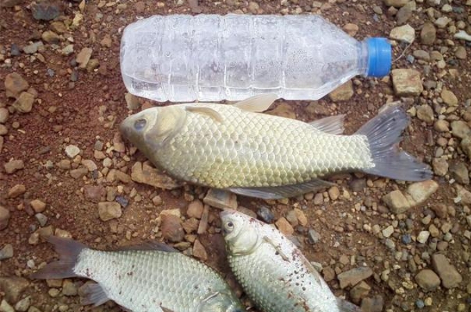 鲫鱼饵小药,夏季鲫鱼饵小药