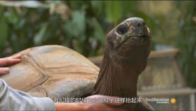 如何提高龟的互动性,养龟怎么和龟互动