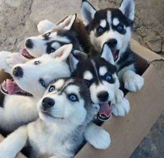 哈士奇缺点和优点,不喜欢梳毛的哈士奇