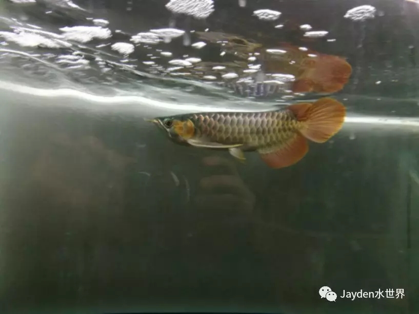 龙缸要几根灯管,龙缸灯管功率一般多大