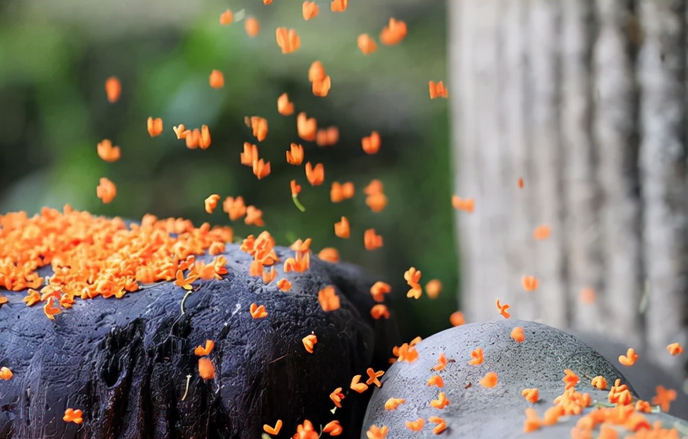 四城对比,四城比美谁的桂花味更浓