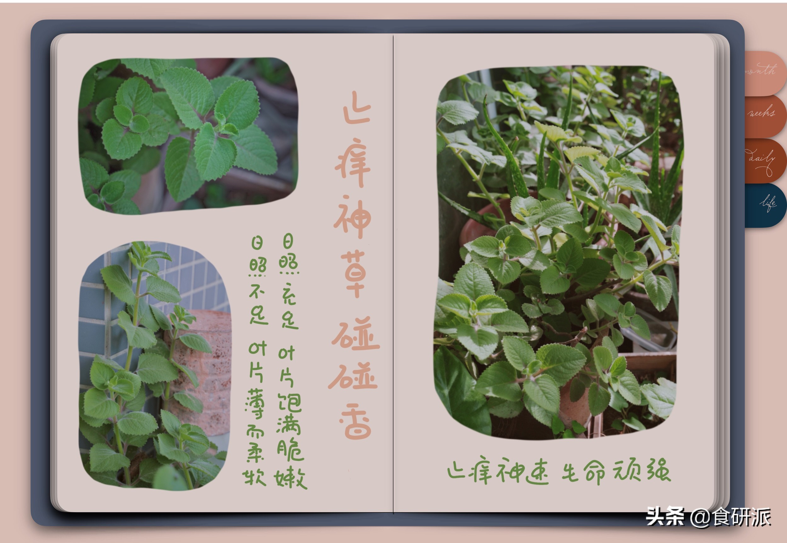 夏天养什么植物驱赶蚊子,家里蚊子多养什么植物